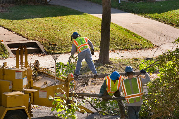 Best Leaf Removal  in Nokomis, IL